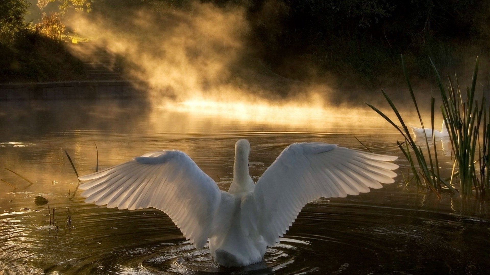 animaux eau oiseau lac rivière à l extérieur nature cygne réflexion faune mouettes aube paysage coucher de soleil piscine