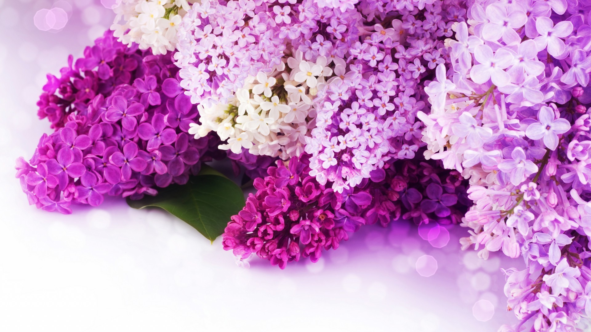 flowers flower nature flora floral bouquet blooming garden petal color beautiful lavender decoration leaf bright summer close-up gift cluster season