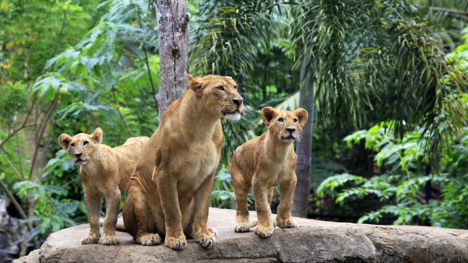 leões mamífero natureza vida selvagem animal grama pele jardim zoológico selvagem gato leão