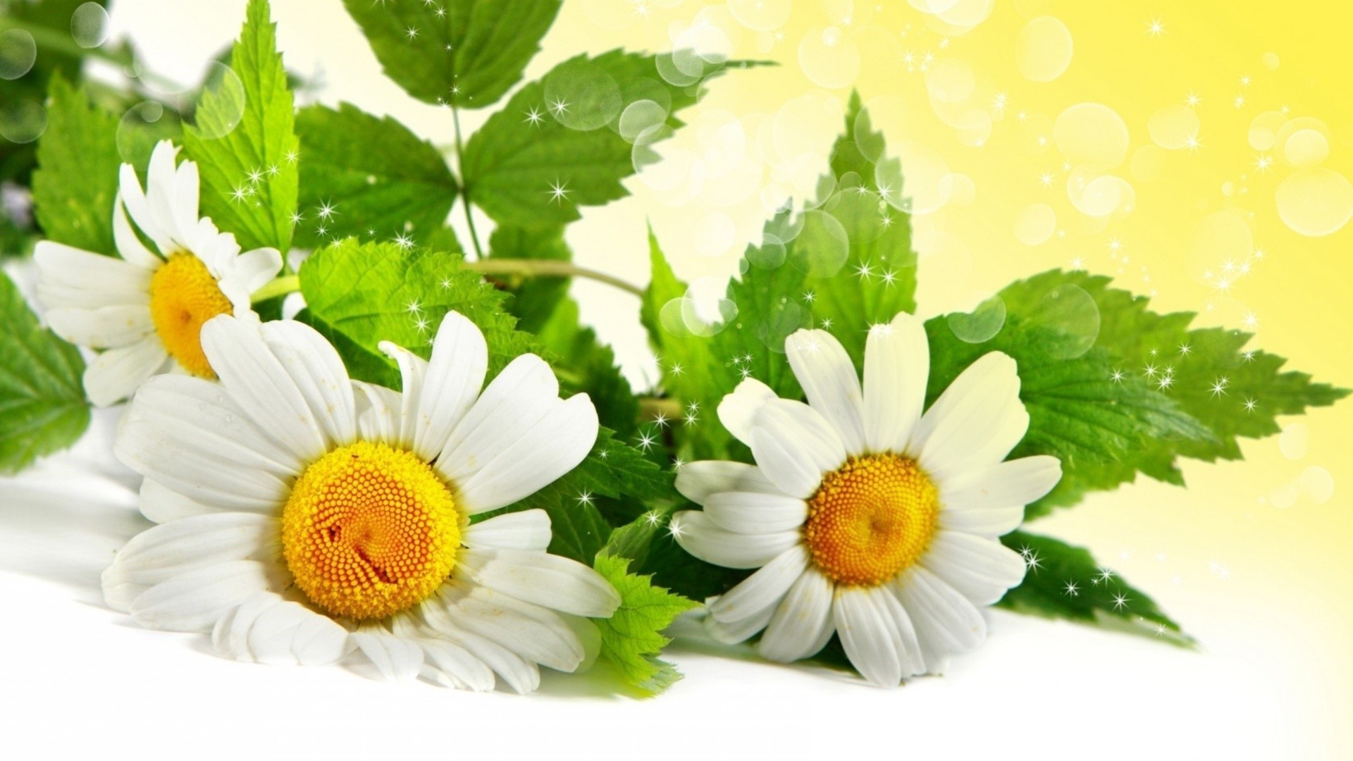 chamomile nature flora leaf summer flower bright garden petal color freshness