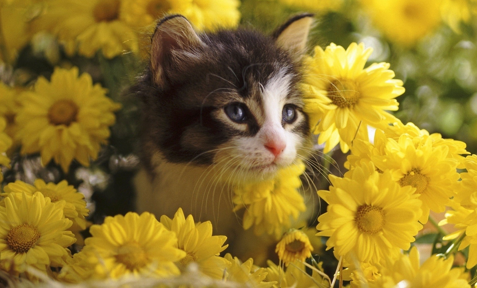 猫 花 自然 花 植物 美丽 叶 明亮 花束 夏天 颜色 花瓣 头 开花