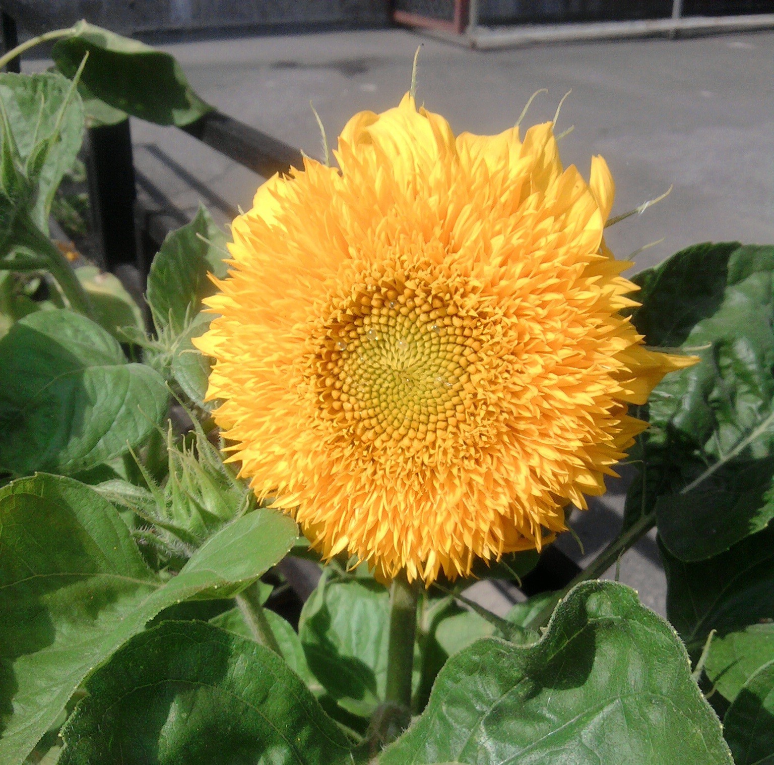 sonnenblumen flora blume natur sommer garten blatt hell blütenblatt blumen blühen farbe wachstum saison pollen feld schön