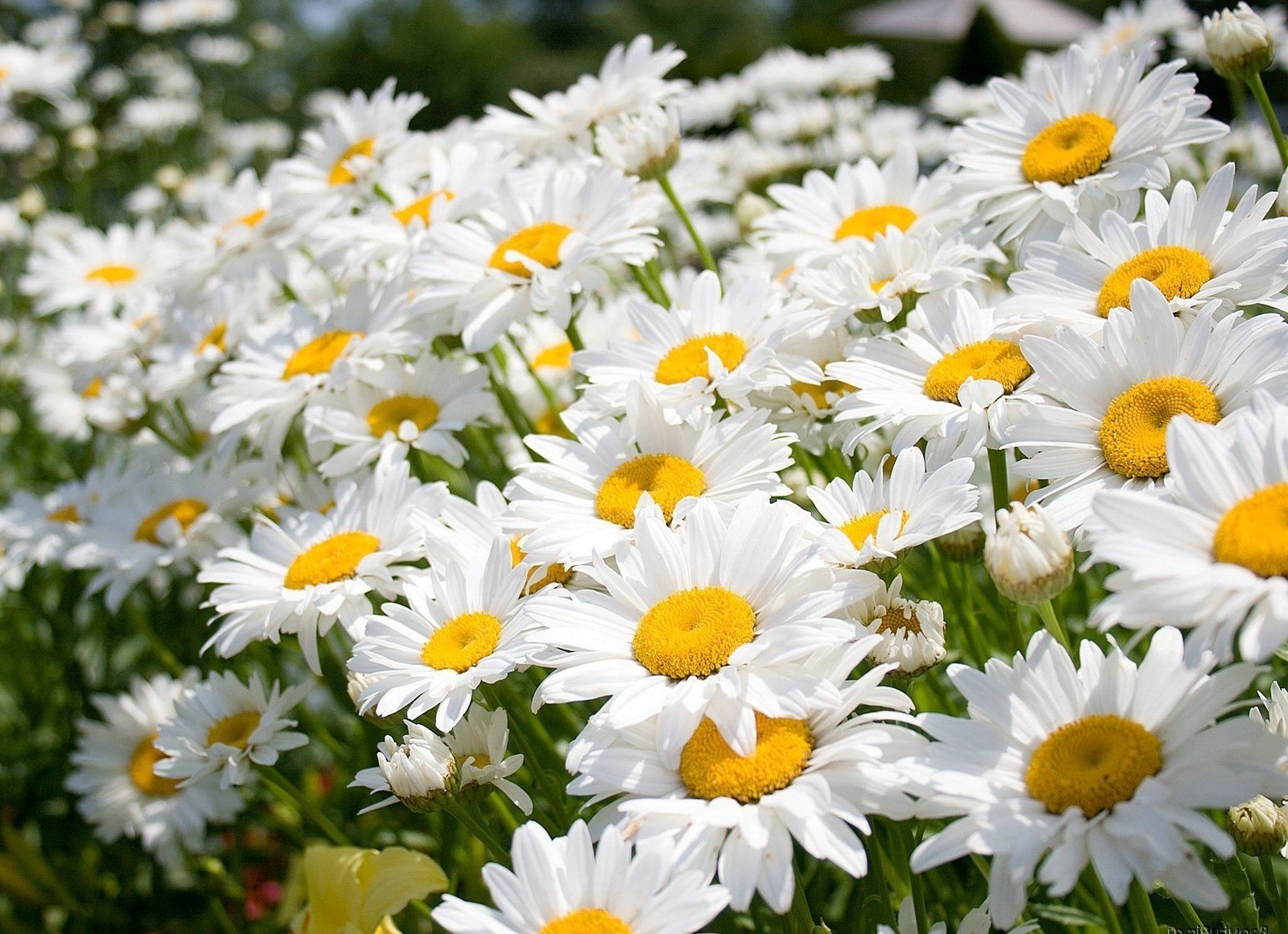 chamomile nature flower flora summer garden floral petal bright leaf blooming field growth season hayfield color fair weather beautiful outdoors