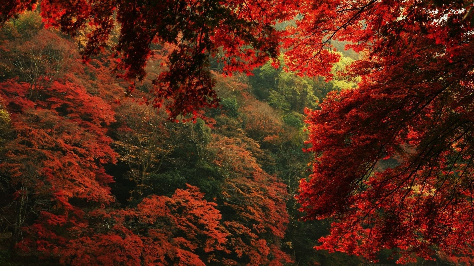 forêt automne feuille érable bois à l extérieur bois paysage nature lumineux luxuriante