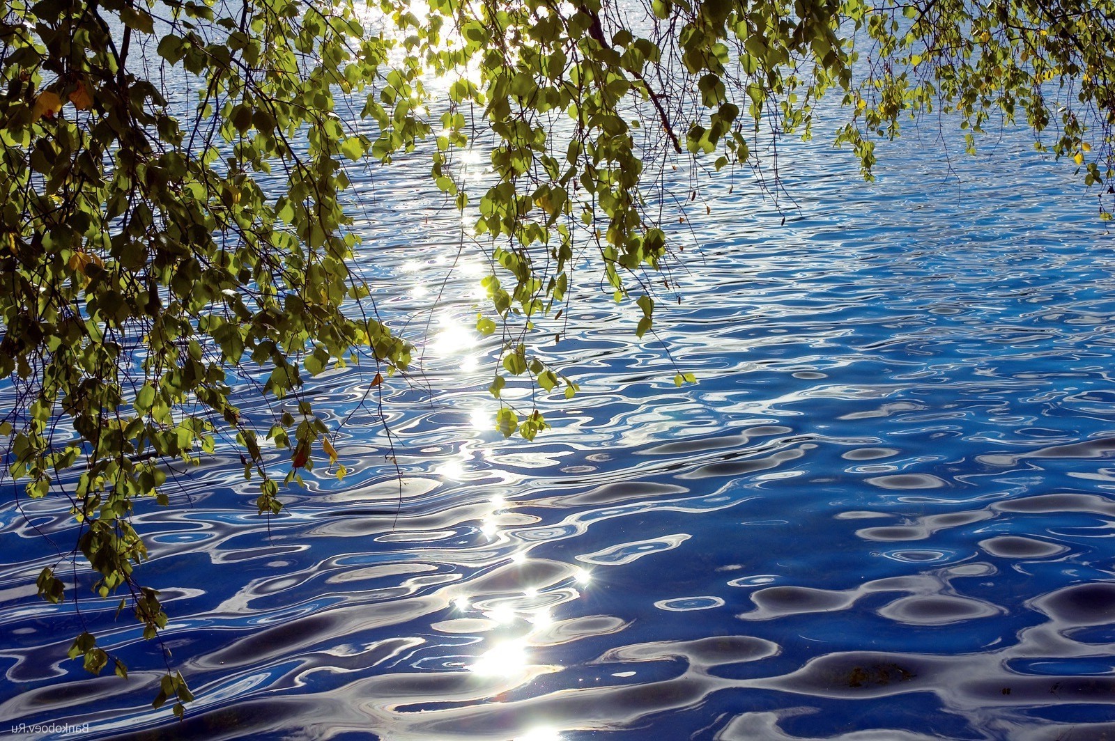 湖泊 水 自然 倒影 树 景观 户外 木材 夏天 叶 河 好天气 季节 池 凉意 植物群 环境 天空 桌面