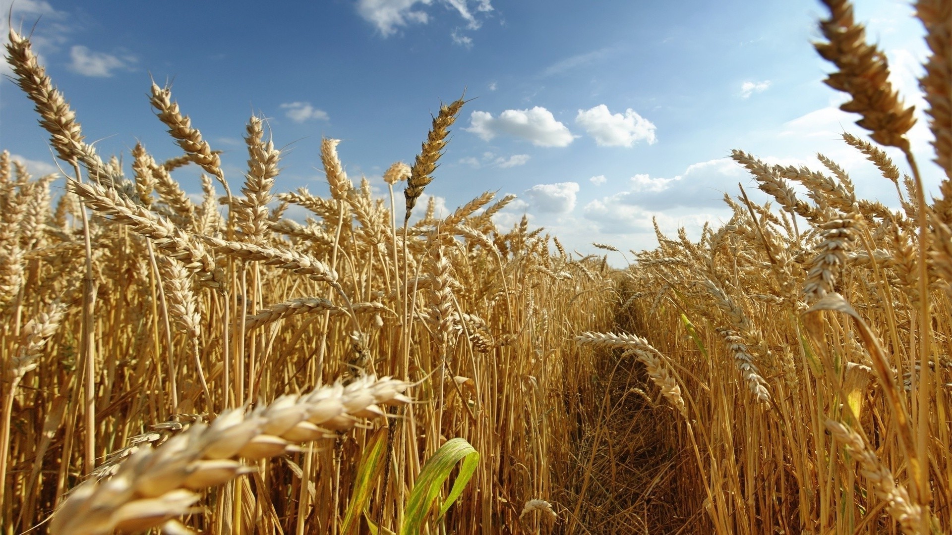 fields meadows and valleys cereal wheat bread rye straw corn pasture barley rural crop gold flour seed meat farm agriculture countryside farmland spike field