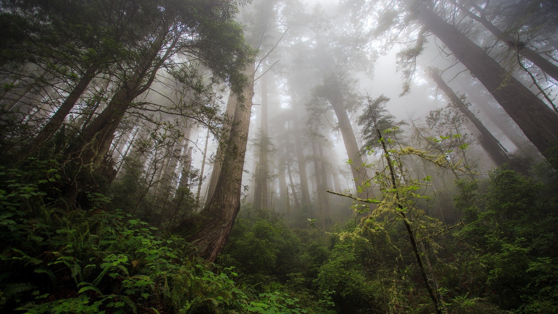 árvores madeira névoa névoa natureza árvore paisagem folha amanhecer outono exuberante ao ar livre parque floresta tropical ambiente chuva luz viagem sol