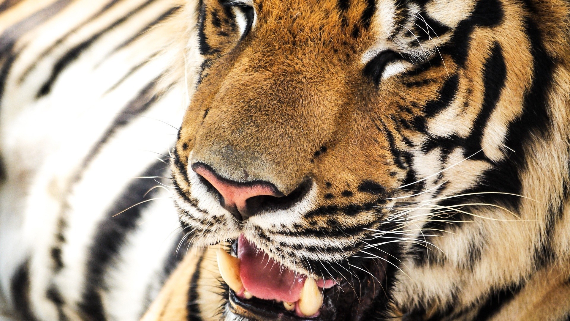 tygrysy kot tygrys dzika przyroda zoo drapieżnik futro dżungla zwierzę safari pasek mięsożerca ssak myśliwy syberyjski pantera polowanie tygrysica duży tygrysica niebezpieczeństwo