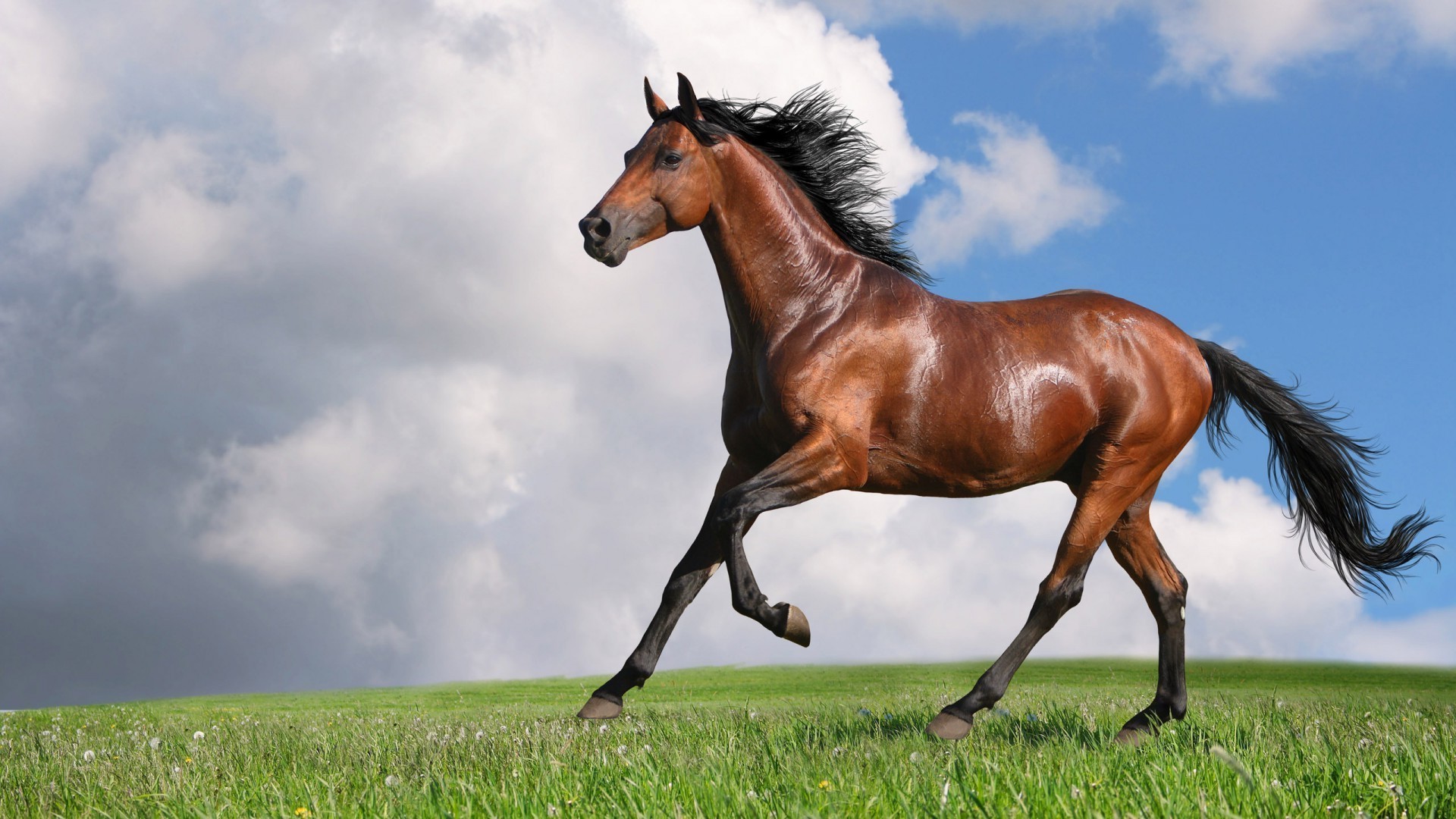 cavalos cavalo mamífero mare grama pasto equestre garanhão criação de cavalos campo feno cavalaria mane fazenda animal pastagens