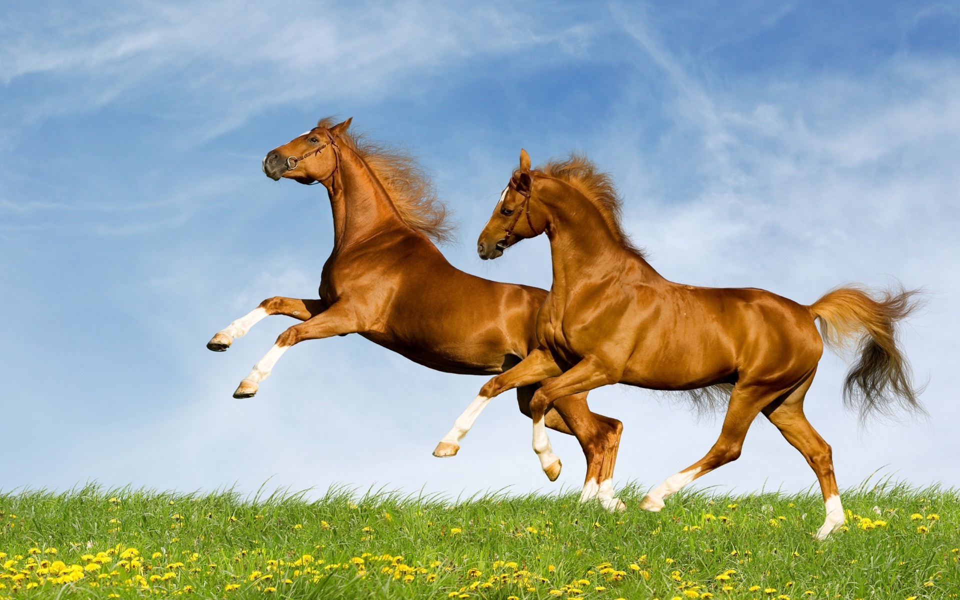 cavallo cavallo erba mammifero mare fieno mane campo cavalleria equestre stallone animale allevamento di cavalli correre pascolo fattoria saltare libertà pascolo purosangue