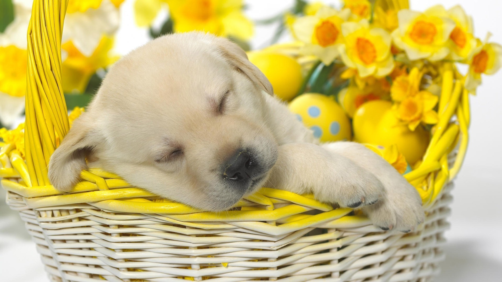 cane cestino vimini pasqua carino natura piccolo