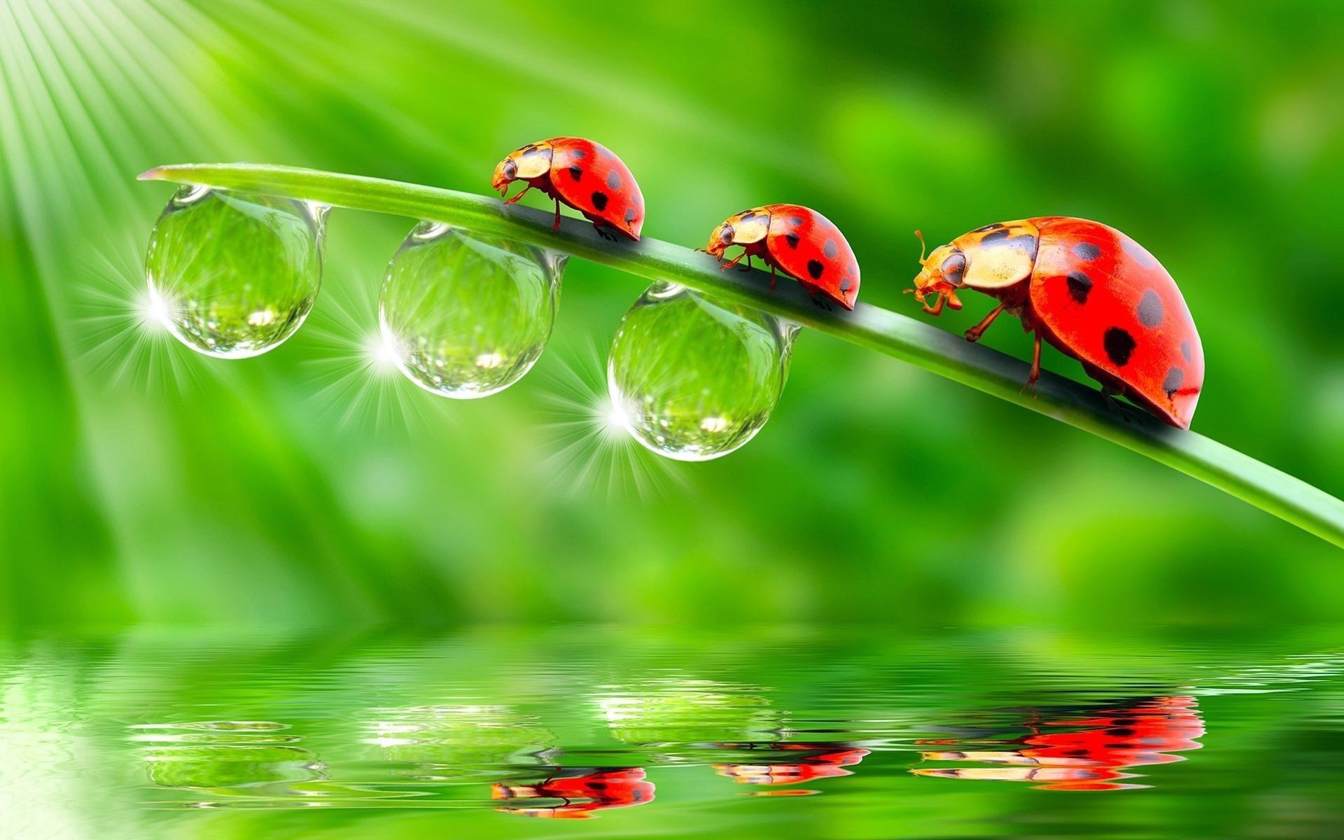 gouttelettes et eau coccinelle pluie lame herbe rosée flore chute feuille jardin nature environnement coléoptère pelouse insecte été propreté environnement biologie foin croissance