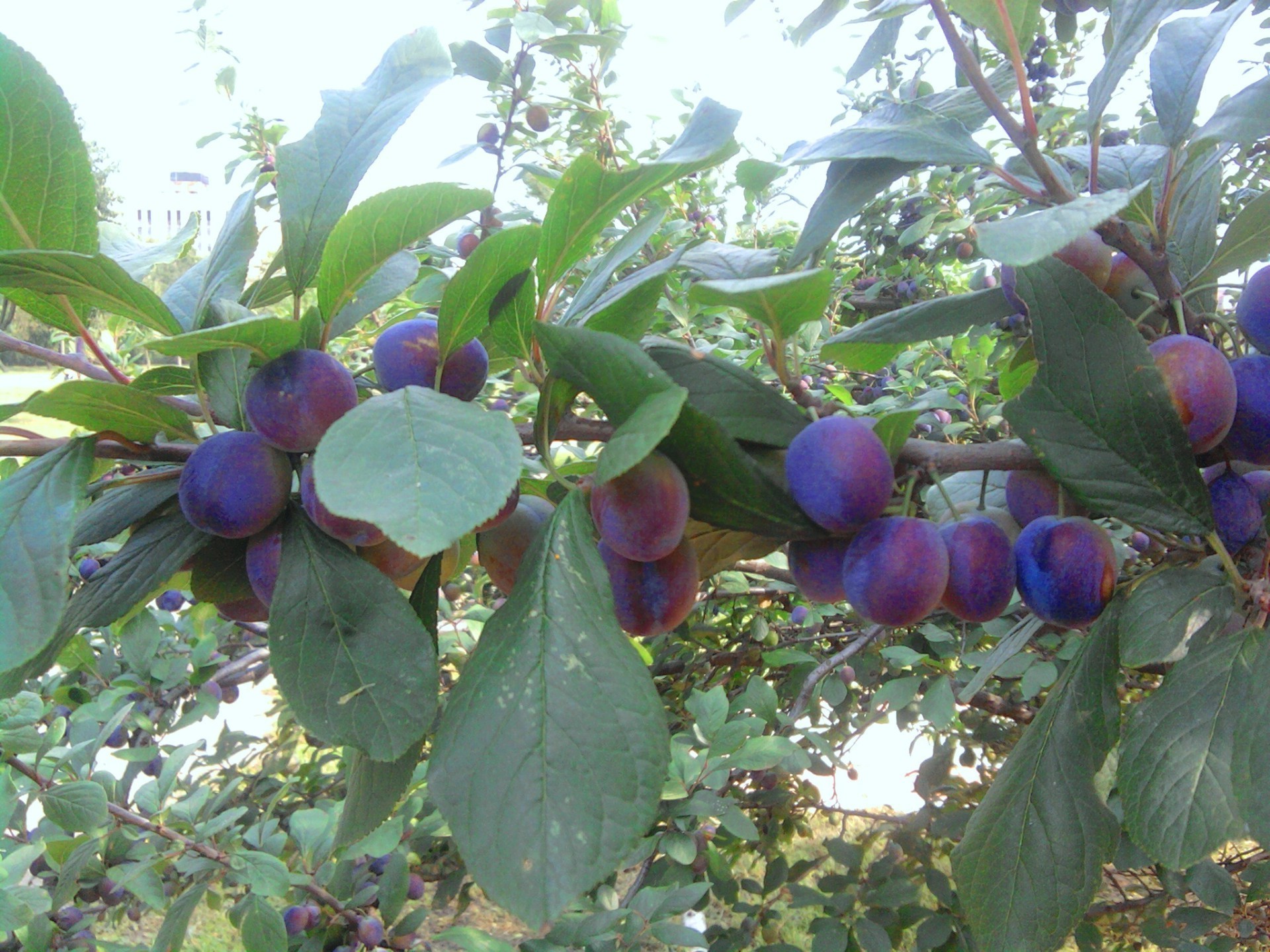 baies fruits pâturage feuille nature agriculture grandir alimentaire arbre ferme à l extérieur juteux récolte bosquet branche été automne santé