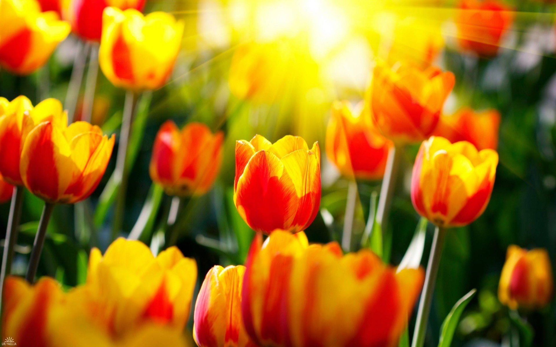 tulpen tulpe natur garten hell flora sommer ostern blume blatt farbe feld gutes wetter lampen blumen jahreszeit wachstum blumenstrauß hell blütenblatt