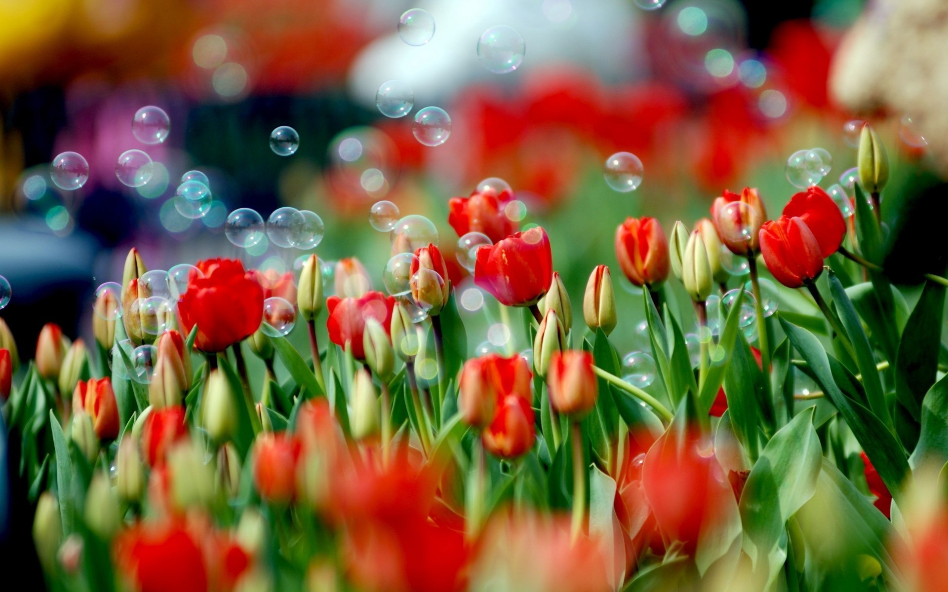 природа цветы красные тюльпаны nature flowers red tulips скачать