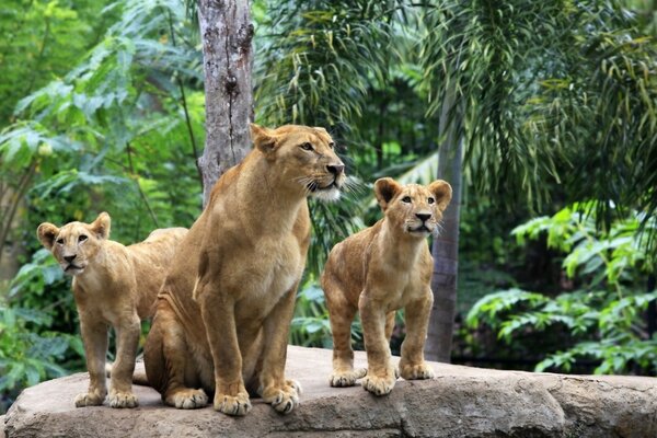 Una bandada de leones en la naturaleza