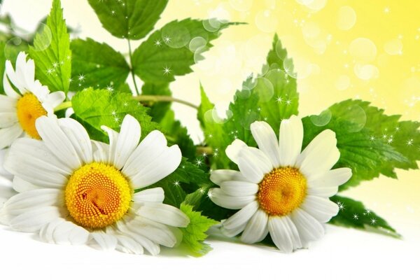 Summer meadow daisies from the field