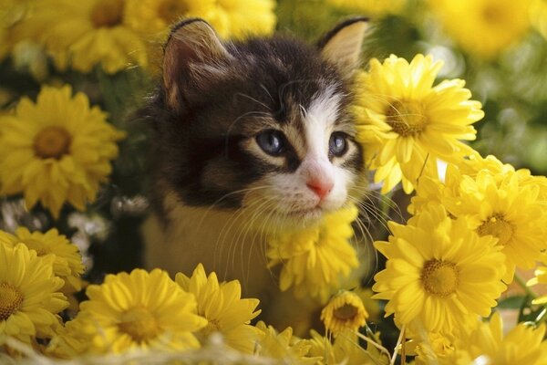 A kitten stares intently from a bouquet of yellow flowers