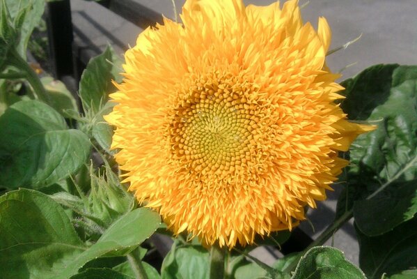 Fleur de tournesol jour d été