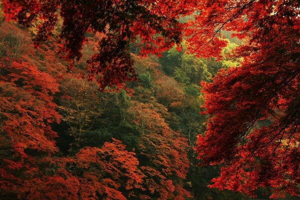 Hoja roja de arce de otoño