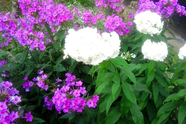 Die Blumen sind lila und weiß in unserem Garten