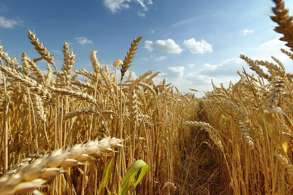 Campo di grano contro il cielo blu