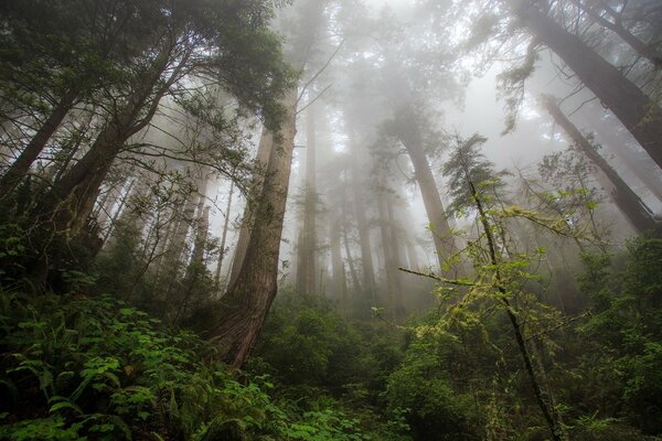 The age-old tree is barely visible through the thick fog