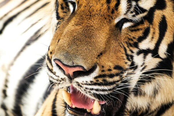 Portrait of a striped tiger with an open mouth