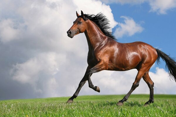 A beautiful horse galloping on the grass