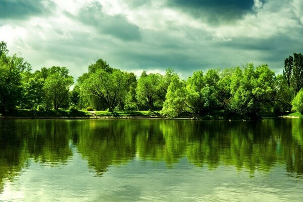 Reflejo del bosque verde en el agua estancada del estanque