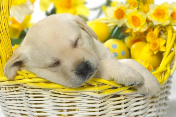 Lindo cachorro en una cesta para Pascua