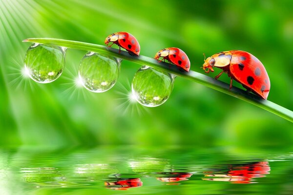 Coccinelles sur l herbe au-dessus de l eau