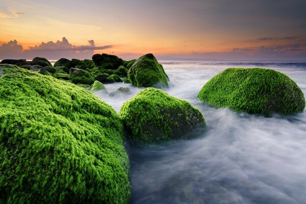 Stones covered with moss in the fog