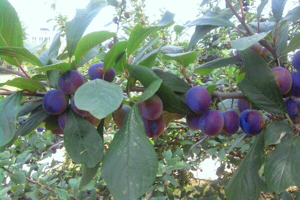 Garden plum. Autumn. Blackthorn