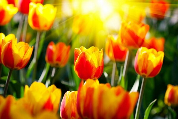 Les tulipes comme les ressorts de l horloge se tiennent dans le jardin