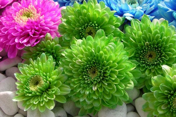 Bright flowers on the stones