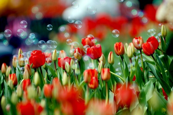 Red tulips and bubbles