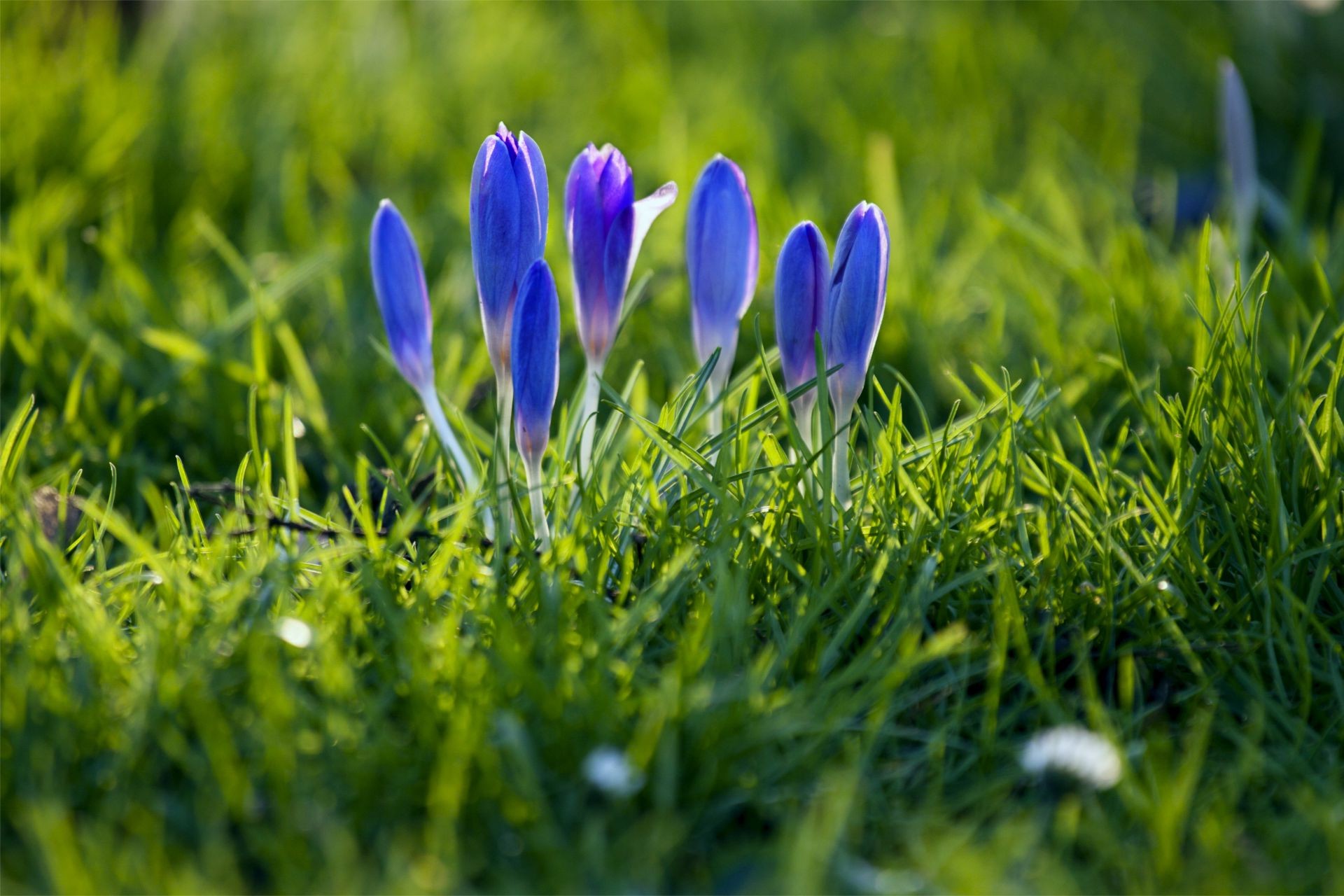 blumen gras heuhaufen natur feld sommer flora garten rasen blume wachstum blatt jahreszeit ostern im freien hell gutes wetter schließen blumen park