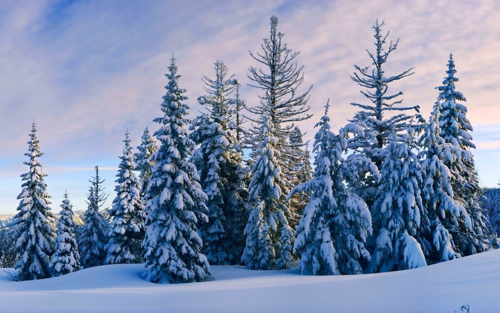 forêt neige hiver bois froid gel bois evergreen congelé paysage saison scénique montagnes conifères à l extérieur nature