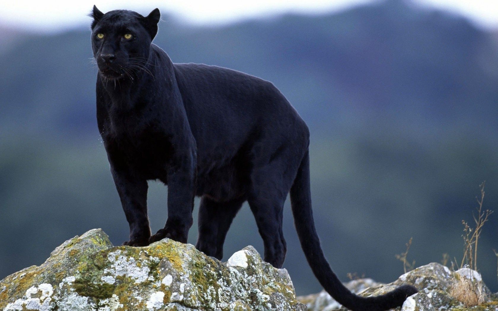 animales naturaleza vida silvestre al aire libre mamífero animal roca