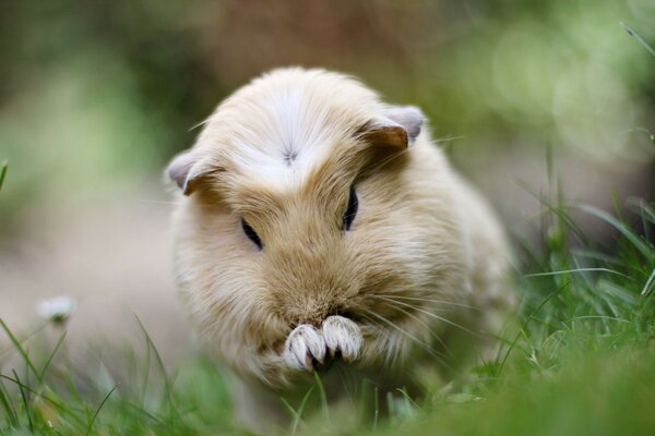 Pattes de hamster dans la nature