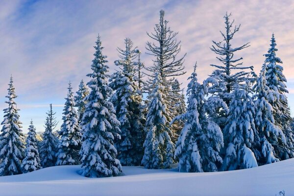 A family of fir trees dressed in snow