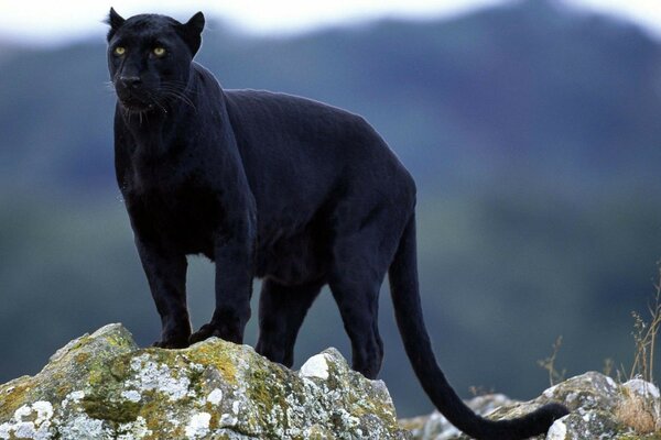 Schwarzer Panther im Bergland