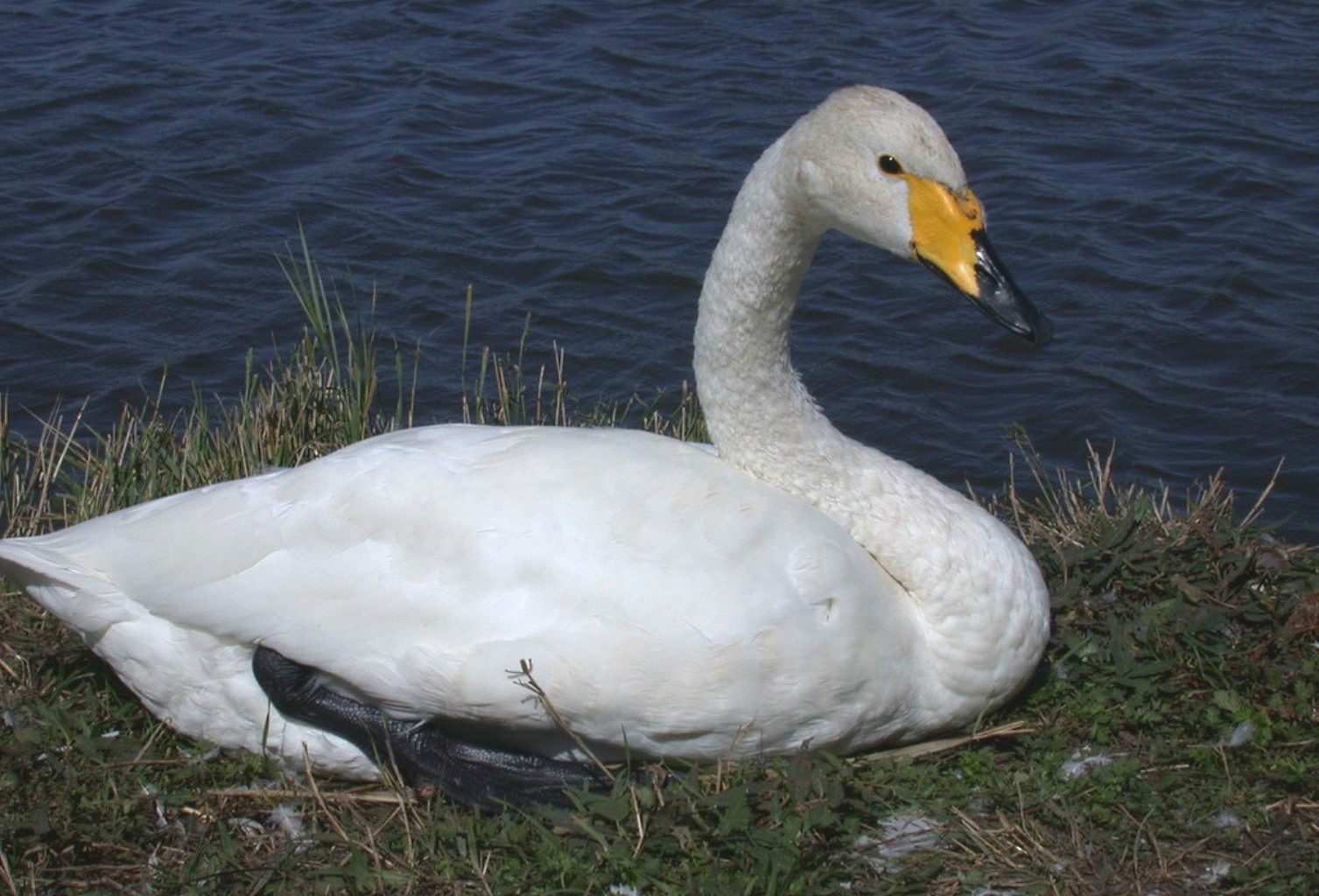 animals bird swan waterfowl nature lake feather goose water wildlife duck pool beak poultry outdoors neck wild animal