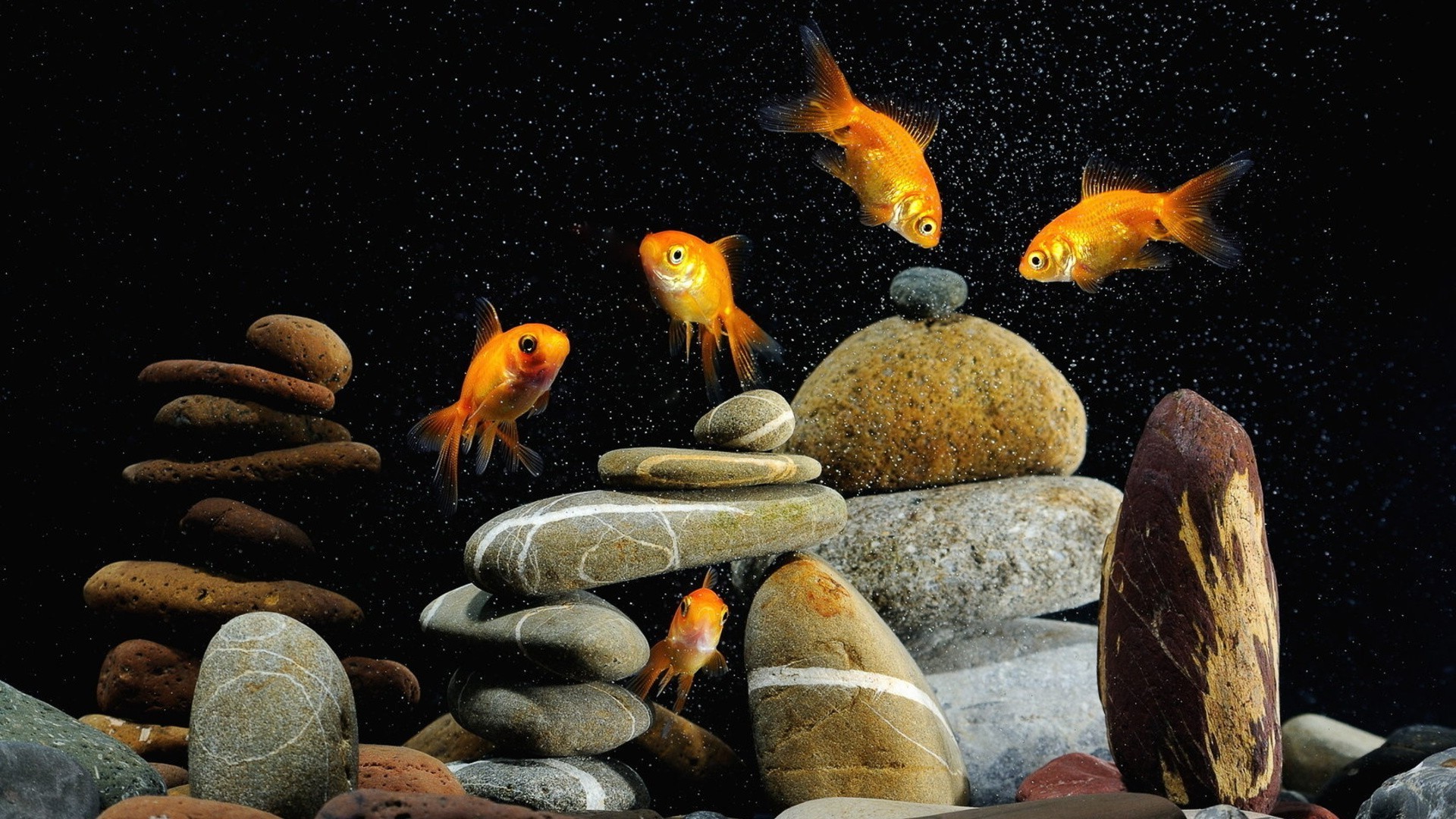 animals fish swimming underwater aquarium goldfish nature water tank ocean