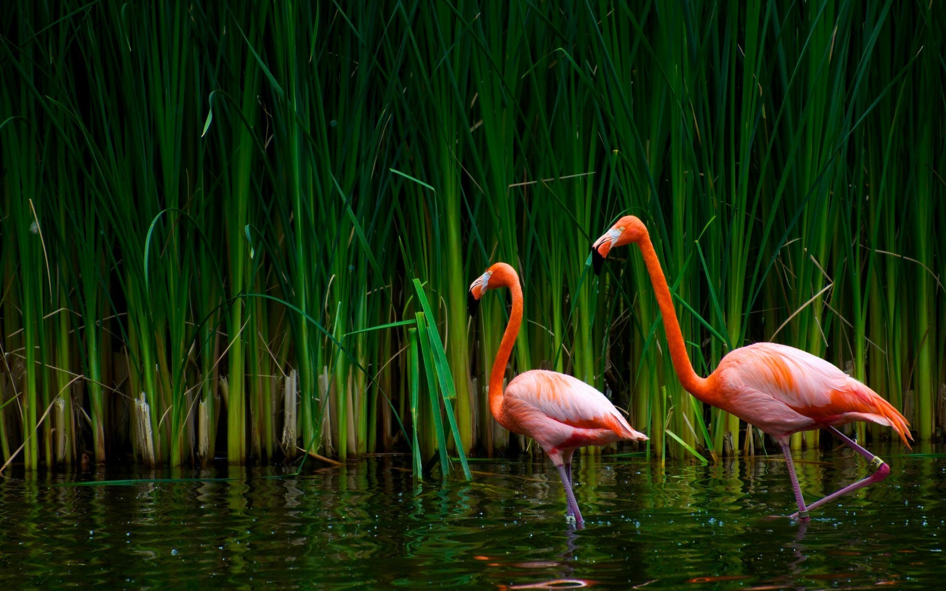 animals nature lake grass color summer water