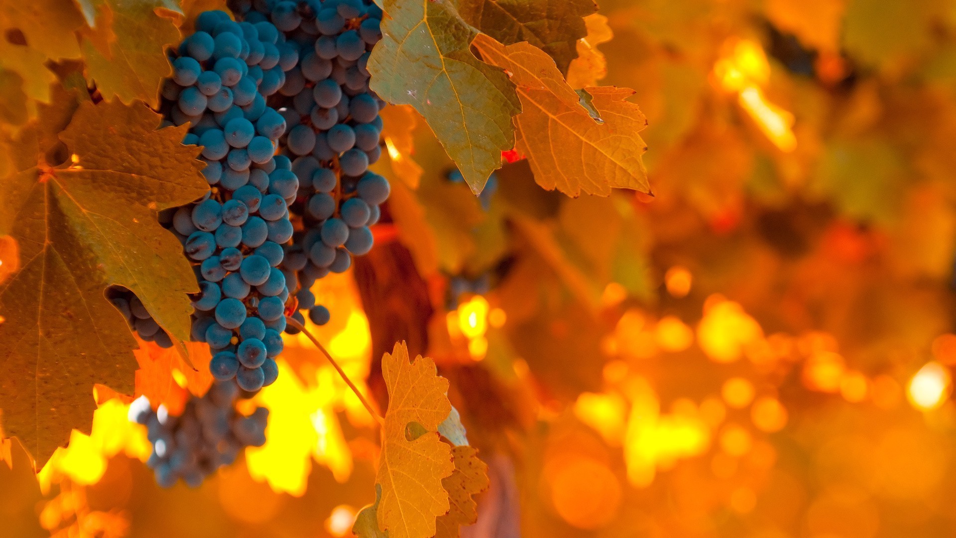 bacche autunno foglia colore sfocatura luminoso natura stagione desktop albero flora vino all aperto oro