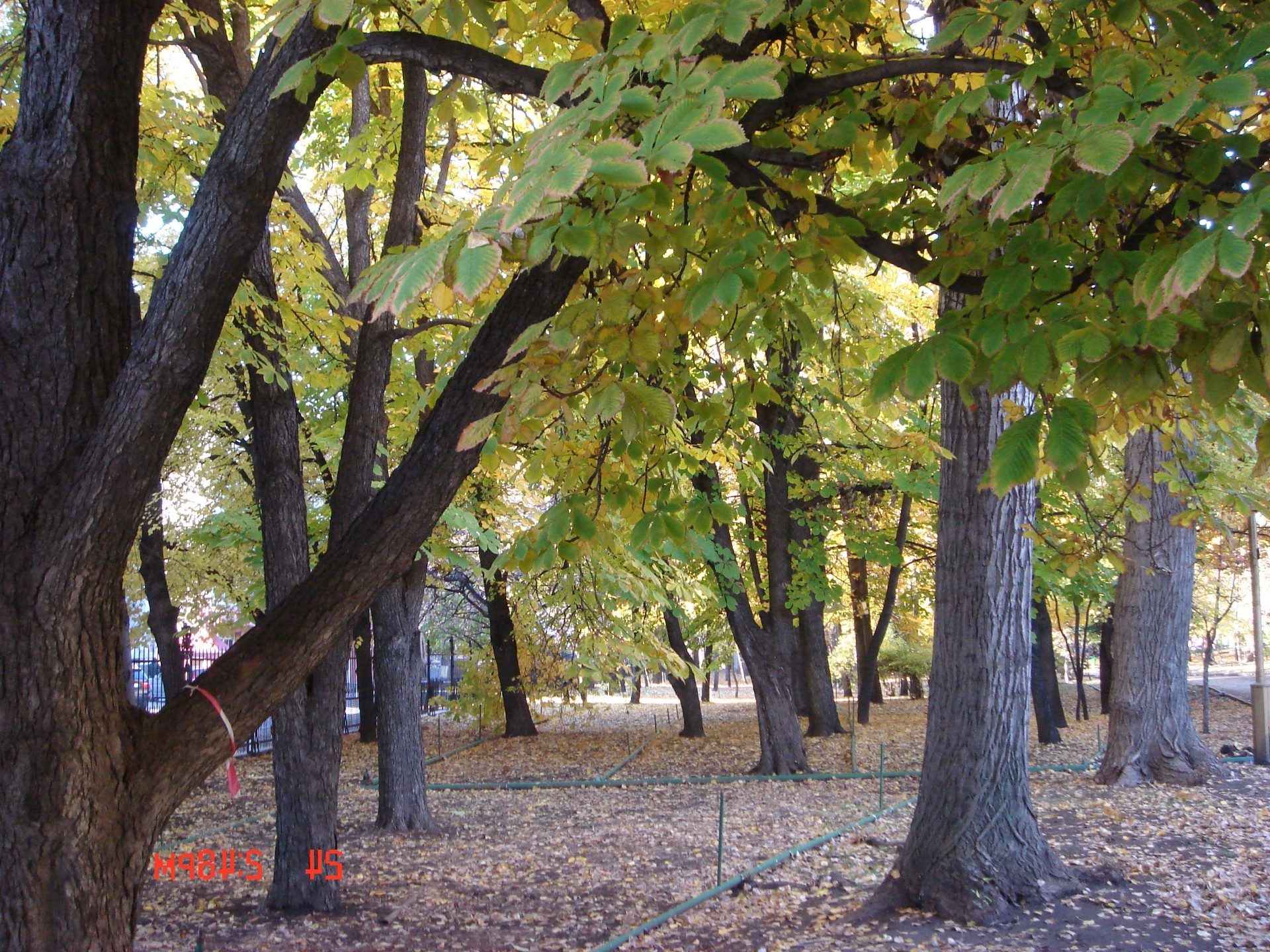 ma ville arbre feuille automne bois paysage nature parc saison environnement branche à l extérieur flore beau temps guide lumière couleur soleil scénique tronc