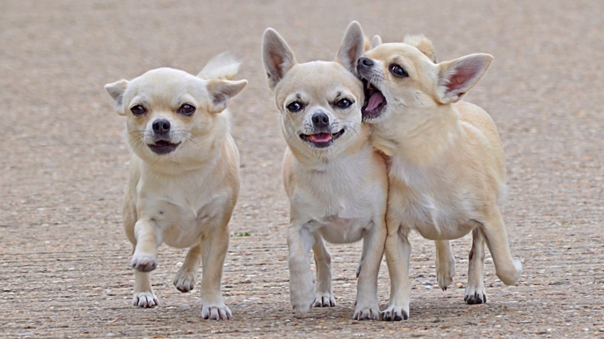 dogs dog mammal animal cute canine pet puppy little portrait young breed domestic pedigree adorable purebred