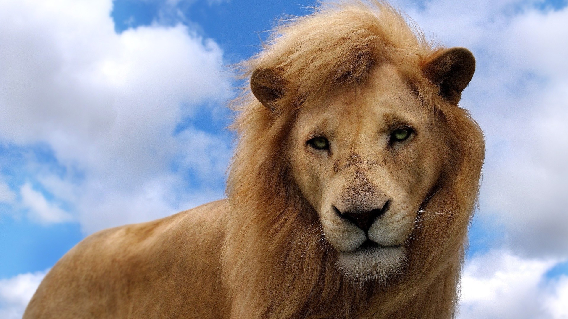 lions mammal portrait animal wildlife lion fur cat mane